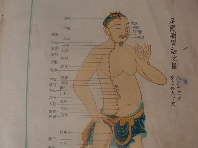 足阳明胃经穴位